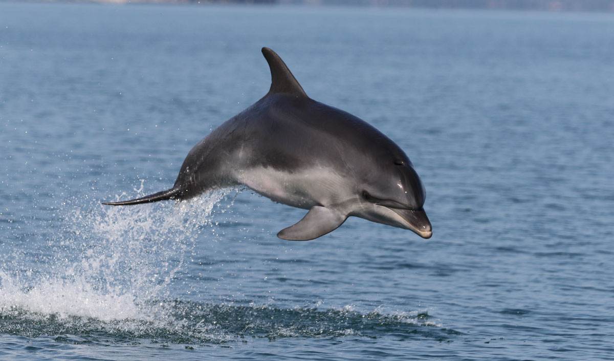 delfino